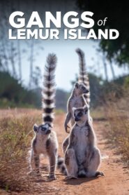 Gangues da Ilha Lemur
